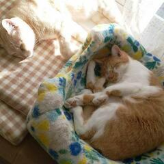 元保護猫の里親を募集します｡