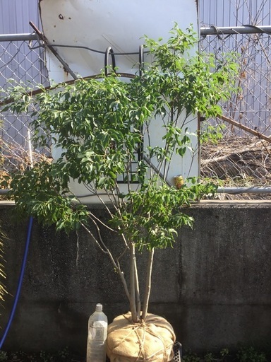 ハイノキ　１５０センチ 7,700円