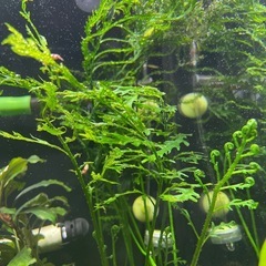 ボルビディスヒュディロッティ 特大株 魚用品・水草