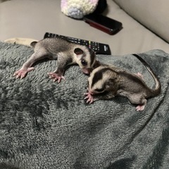 【譲渡先決まりました】フクロモモンガ　♂ 2匹