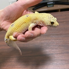 ヒョウモントカゲモドキ(レオパ)