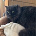 ランキングキーワードに紐づく投稿画像-黒猫