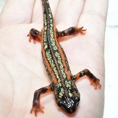 沖縄シリケンイモリ 現物 セレクト①メス1匹の画像