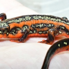 沖縄シリケンイモリ 現物 セレクト①メス1匹の画像