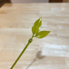 結束バンド　葉っぱの画像