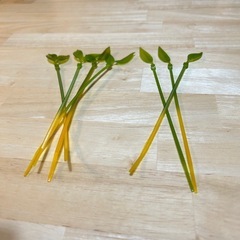 結束バンド　葉っぱの画像