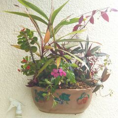 ハナキリンとドナセナ