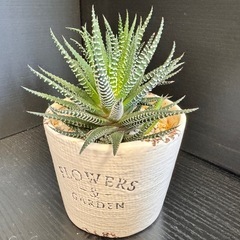 観葉植物　購入者へプレゼント　ハオルチア　ファシアータ　