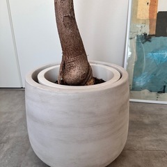 ボトルツリー　鉢カバー付き　観葉植物の画像