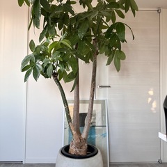 パキラ　鉢カバー付き　観葉植物