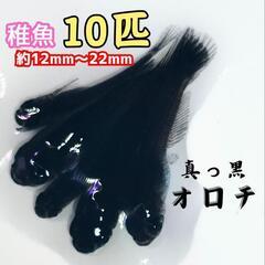 【オロチ メダカ】真っ黒 生体 稚魚 10匹 