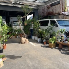 植木販売会