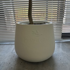 ウンベラータ　鉢カバー付き　観葉植物　の画像
