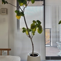 ウンベラータ　鉢カバー付き　観葉植物　の画像