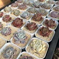 多肉植物‎ܾ ܾ 𖥧𓇣𖦥𖥧𖥣韓国苗各種の画像