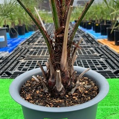 ココスヤシ🌴シンボルツリー🌴の画像