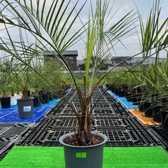 ココスヤシ🌴シンボルツリー🌴の画像