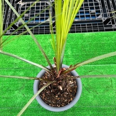 ココスヤシ🌴シンボルツリー🌴の画像