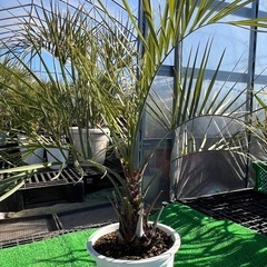 ココスヤシ🌴シンボルツリー❗️の画像