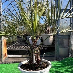 ココスヤシ🌴シンボルツリー❗️の画像