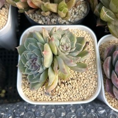 多肉植物、ハオルチアの画像