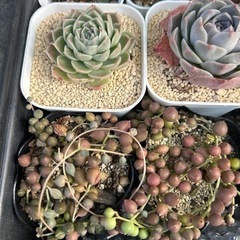 多肉植物、ハオルチアの画像