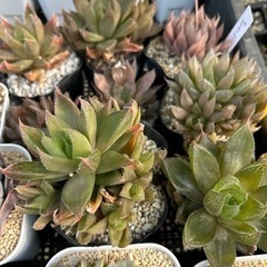 多肉植物、ハオルチアの画像