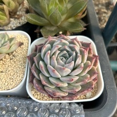 多肉植物、ハオルチアの画像
