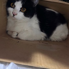至急　可愛い保護猫ちゃんの里親募集　とっても可愛い❤️子です。