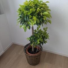 ベンジャミン 観葉植物