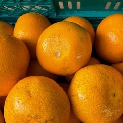 和歌山県有田産はっさく10kg2000円