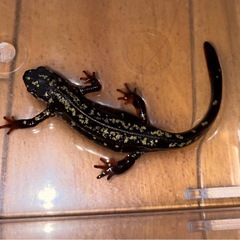 オキナワシリケンイモリ 天然個体 1匹