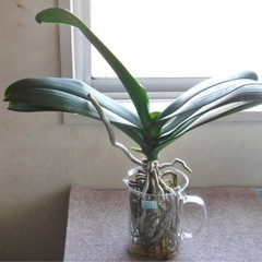 【38】★花芽が出たので至急！！（葉7枚・成長期！）花が終わった...