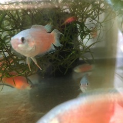 　大特価！闘魚　ブルーフィン単品だと1匹400円・5匹1セット1,000円の画像