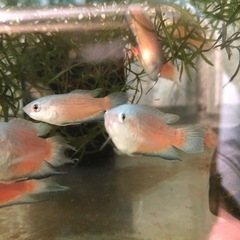 　大特価！闘魚　ブルーフィン単品だと1匹400円・5匹1セット1,000円の画像