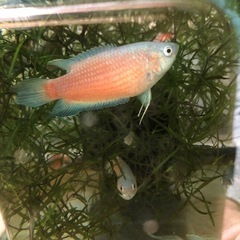 　大特価！闘魚　ブルーフィン単品だと1匹400円・5匹1セット1,000円の画像