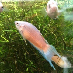 　闘魚　ブルーフィンレッドフレーム
