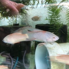 ブラック闘魚　1匹〜