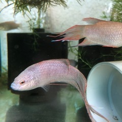 大特価！ブラック闘魚　単品だと1匹640円・5匹1セット1,000円の画像