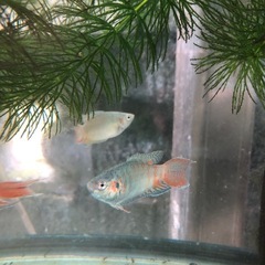 大宜味ブルー闘魚　1匹〜