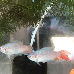 大特価！大宜味ブルー闘魚　単品だと1匹400円5匹だと1セット1,000円の画像