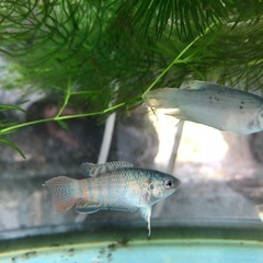 大特価！大宜味ブルー闘魚　単品だと1匹400円5匹だと1セット1,000円の画像