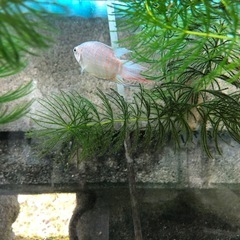 大特価！大宜味ブルー闘魚　単品だと1匹400円5匹だと1セット1,000円の画像