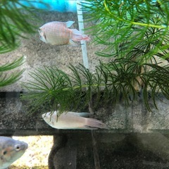 大特価！大宜味ブルー闘魚　単品だと1匹400円5匹だと1セット1,000円の画像