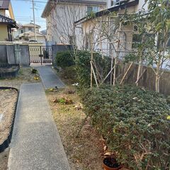 宅地内の植木を処分します。掘り起こしていただいてくださる方よろしくお願いします。の画像