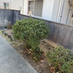 宅地内の植木を処分します。掘り起こしていただいてくださる方よろしくお願いします。の画像