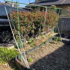 宅地内の植木を処分します。掘り起こしていただいてくださる方よろしくお願いします。の画像