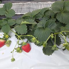 いちご農家さんよりの画像