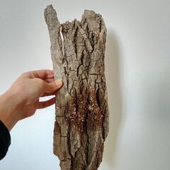 板付用コルク③