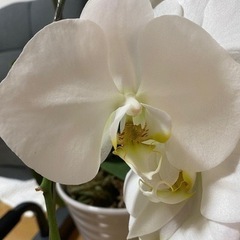 胡蝶蘭 白色 大輪 No3 花芽ありの画像